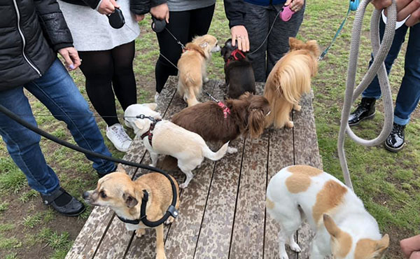 Atelier pour chiots à Saint-Amand-les-Eaux