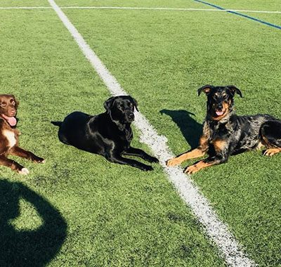 Cours canin collectif sur Saint-Amand-les-Eaux