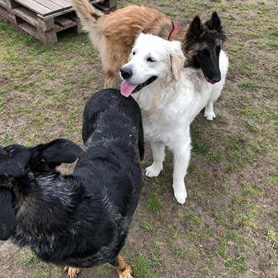 crèche canine à Saint-Amand-les-Eaux