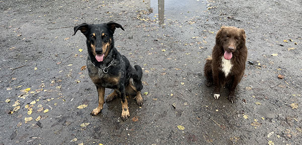 étude du comportement canin à Saint-Amand-les-Eaux