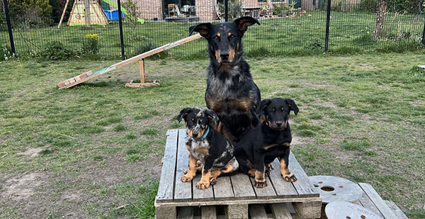 éducateur canin à Saint-Amand-les-Eaux