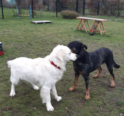 crèche canine à Saint-Amand-les-Eaux