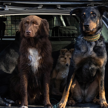 Crèche Canine Saint-Amand-les-Eaux