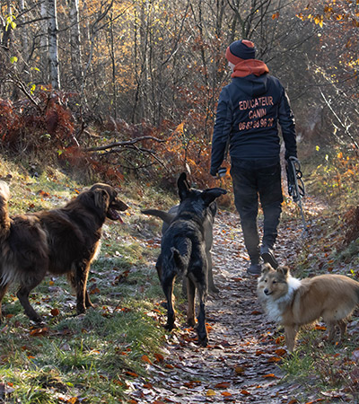 discipline canin saint amand les eaux