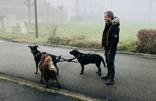 garde de chiens en journée et en nuitée sur Saint-Amand-les-Eaux