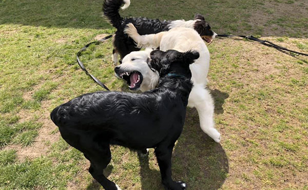 rééducation canine à Saint-Amand-les-Eaux