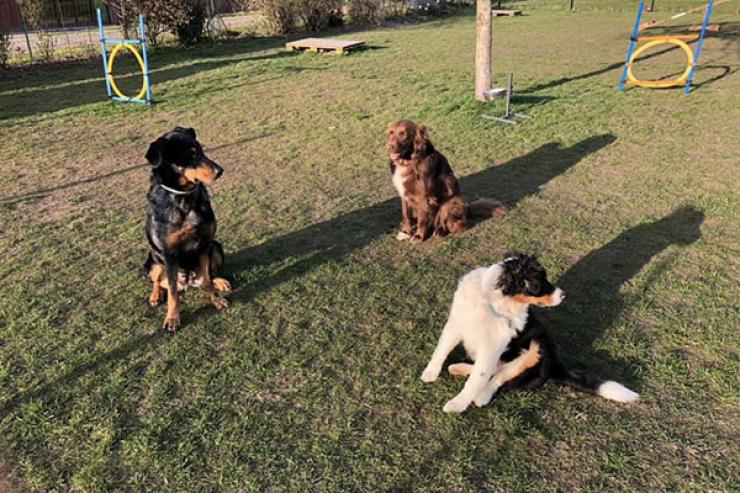 crèche canine à Saint-Amand-les-Eaux